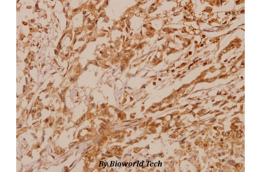 Anti-MKP-2 (Y108) Antibody from Bioworld Technology (BS2302) - Antibodies.com