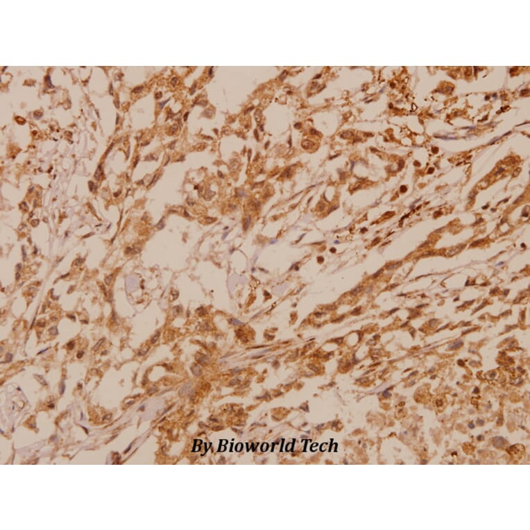 Anti-MKP-2 (Y108) Antibody from Bioworld Technology (BS2302) - Antibodies.com