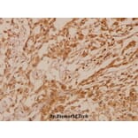 Anti-MKP-2 (Y108) Antibody from Bioworld Technology (BS2302) - Antibodies.com
