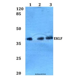 Anti-EKLF (W318) Antibody from Bioworld Technology (BS2303) - Antibodies.com