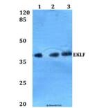 Anti-EKLF (W318) Antibody from Bioworld Technology (BS2303) - Antibodies.com