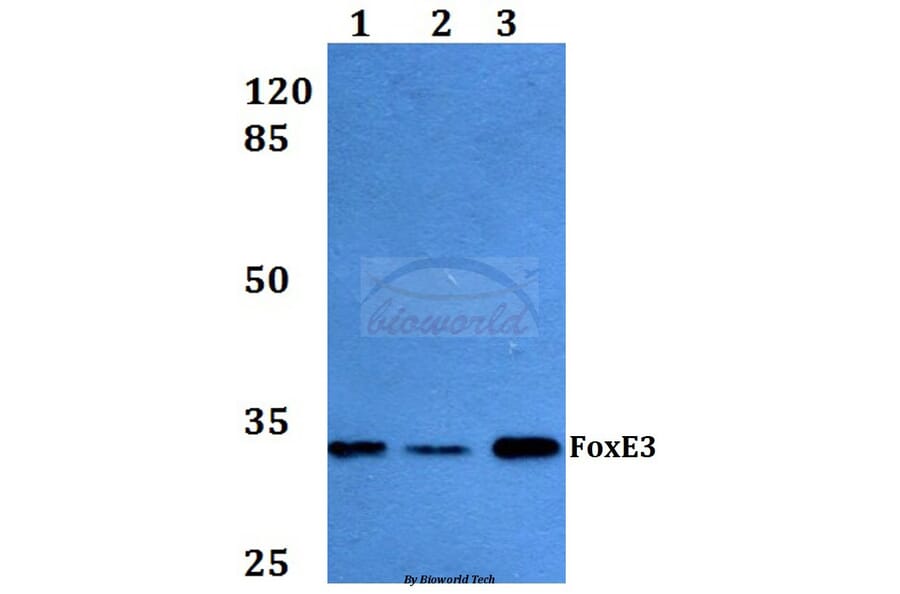 Anti-FoxE3 (R97) Antibody from Bioworld Technology (BS2304) - Antibodies.com