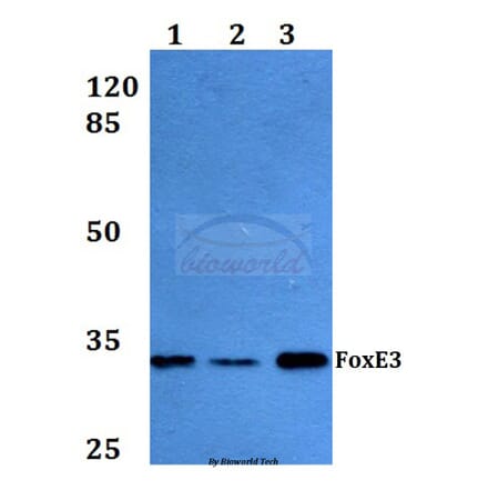 Anti-FoxE3 (R97) Antibody from Bioworld Technology (BS2304) - Antibodies.com