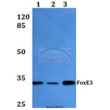 Anti-FoxE3 (R97) Antibody from Bioworld Technology (BS2304) - Antibodies.com
