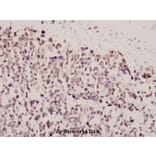 Anti-FoxE3 (R97) Antibody from Bioworld Technology (BS2304) - Antibodies.com
