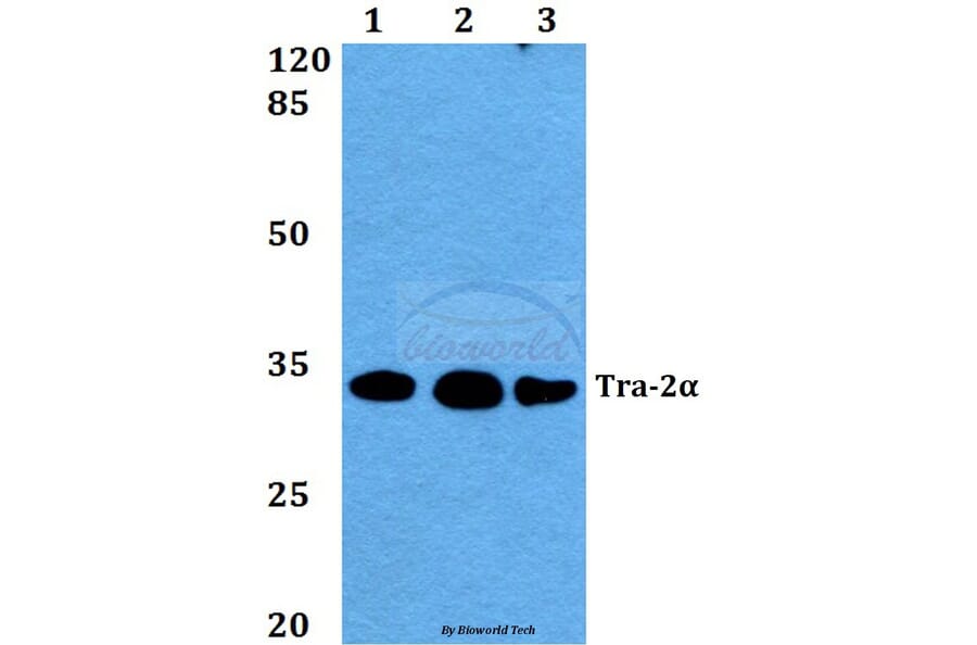 Anti-Tra-2α (G241) Antibody from Bioworld Technology (BS2305) - Antibodies.com