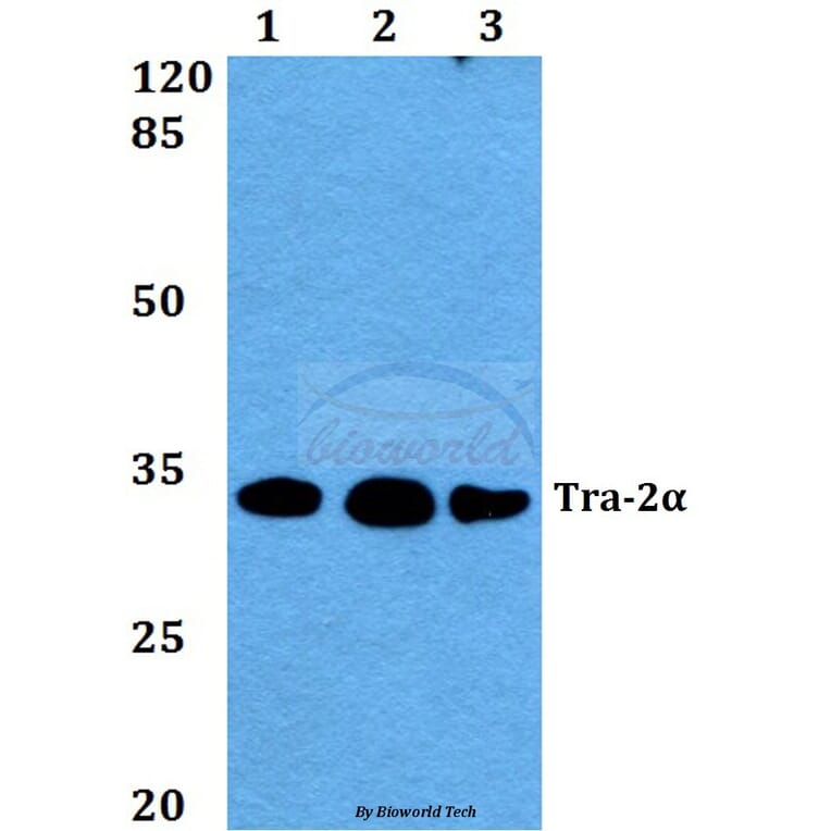 Anti-Tra-2α (G241) Antibody from Bioworld Technology (BS2305) - Antibodies.com