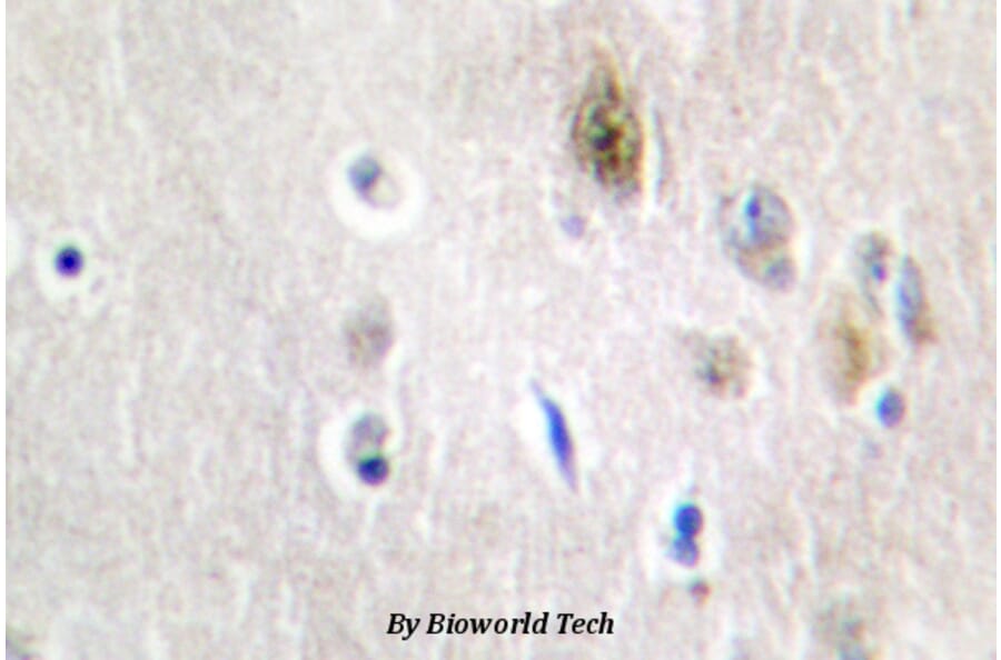 Anti-Tra-2α (G241) Antibody from Bioworld Technology (BS2305) - Antibodies.com