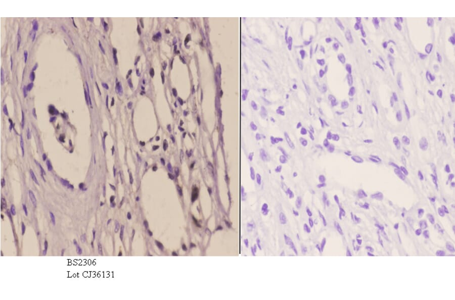 Anti-TFIIH p44 (T18) Antibody from Bioworld Technology (BS2306) - Antibodies.com