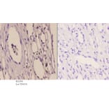 Anti-TFIIH p44 (T18) Antibody from Bioworld Technology (BS2306) - Antibodies.com