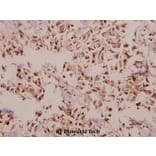Anti-PEBP2β (R33) Antibody from Bioworld Technology (BS2307) - Antibodies.com