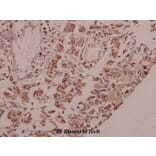 Anti-GK/GK3 (H39) Antibody from Bioworld Technology (BS2308) - Antibodies.com