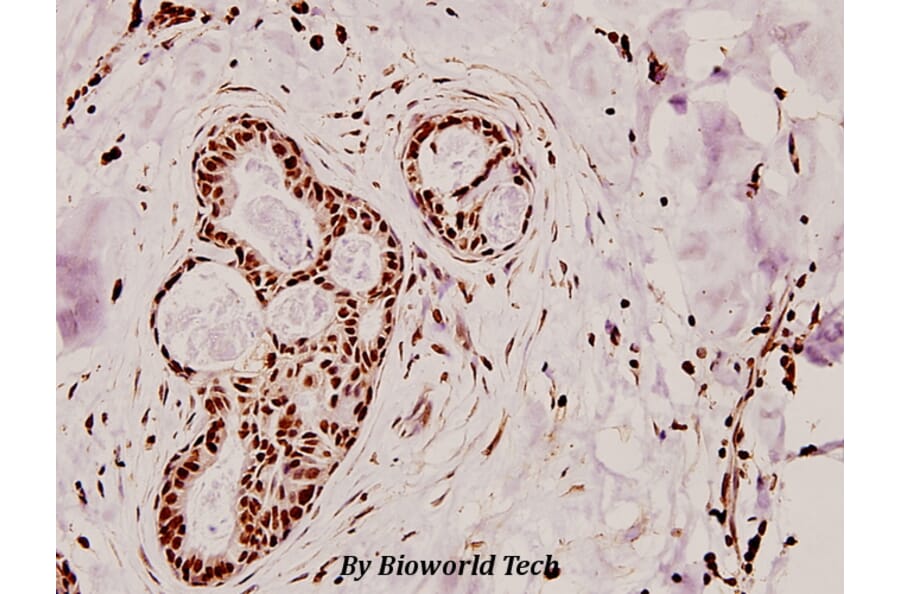 Anti-MELK (N449) Antibody from Bioworld Technology (BS2309) - Antibodies.com