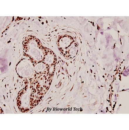 Anti-MELK (N449) Antibody from Bioworld Technology (BS2309) - Antibodies.com