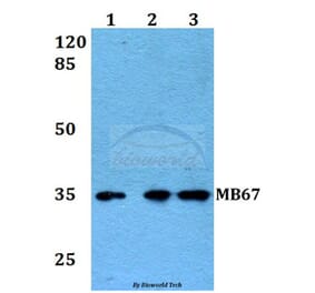 Anti-MB67 (T102) Antibody from Bioworld Technology (BS2311) - Antibodies.com
