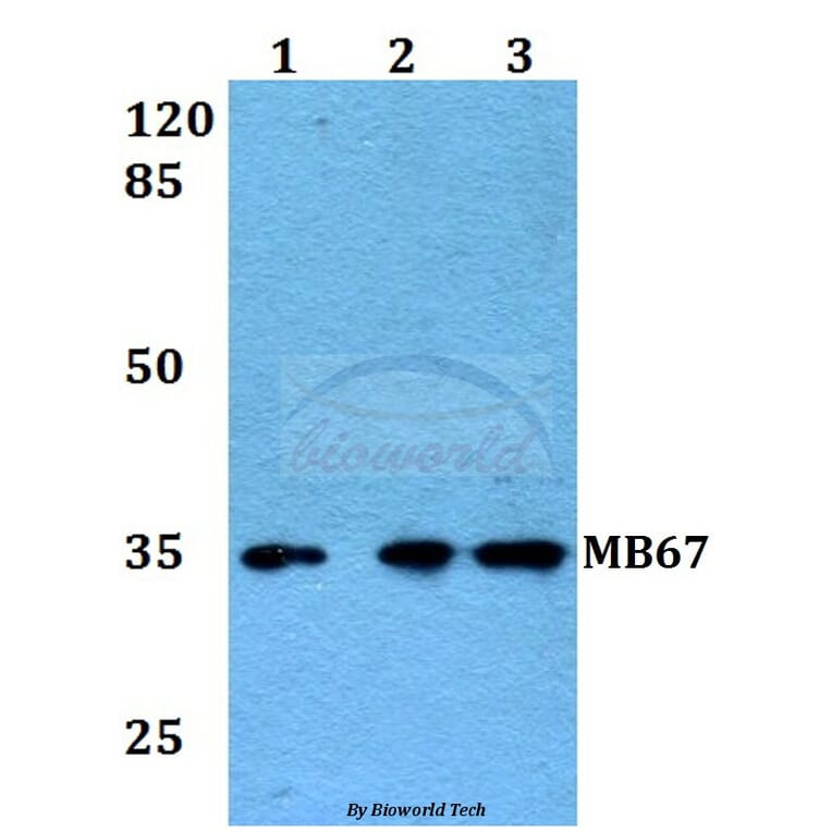 Anti-MB67 (T102) Antibody from Bioworld Technology (BS2311) - Antibodies.com