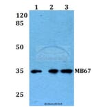 Anti-MB67 (T102) Antibody from Bioworld Technology (BS2311) - Antibodies.com