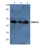 Anti-CDK10 (E63) Antibody from Bioworld Technology (BS2312) - Antibodies.com