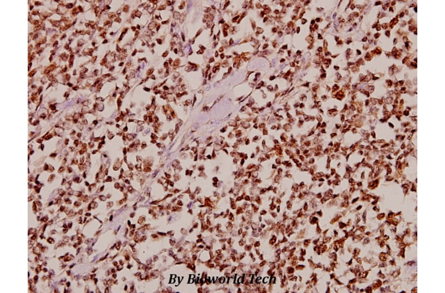 Anti-CDK10 (E63) Antibody from Bioworld Technology (BS2312) - Antibodies.com