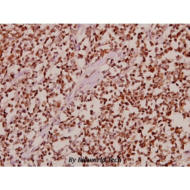 Anti-CDK10 (E63) Antibody from Bioworld Technology (BS2312) - Antibodies.com