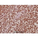 Anti-CDK10 (E63) Antibody from Bioworld Technology (BS2312) - Antibodies.com