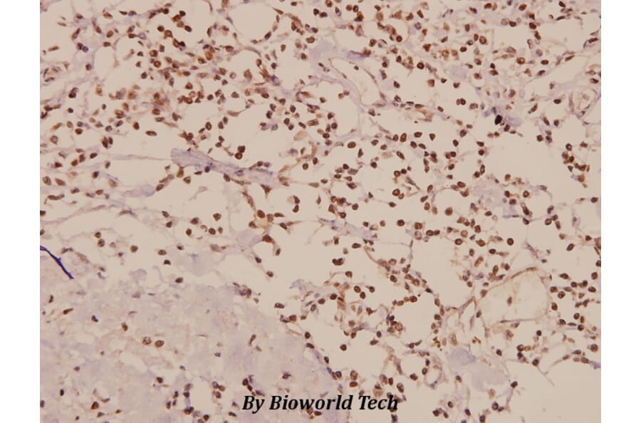 Anti-TAF I p48 (R318) Antibody from Bioworld Technology (BS2313) - Antibodies.com