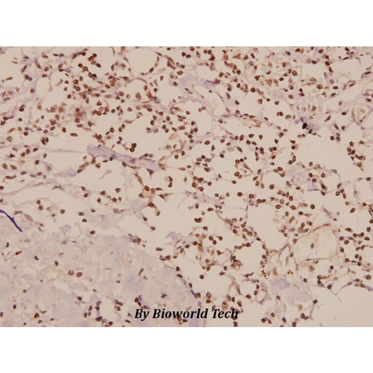 Anti-TAF I p48 (R318) Antibody from Bioworld Technology (BS2313) - Antibodies.com
