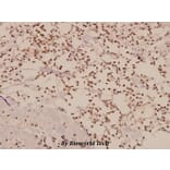 Anti-TAF I p48 (R318) Antibody from Bioworld Technology (BS2313) - Antibodies.com