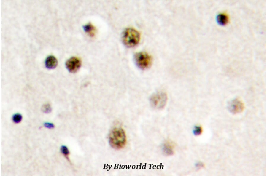 Anti-Translin (E121) Antibody from Bioworld Technology (BS2314) - Antibodies.com