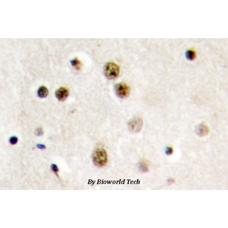 Anti-Translin (E121) Antibody from Bioworld Technology (BS2314) - Antibodies.com