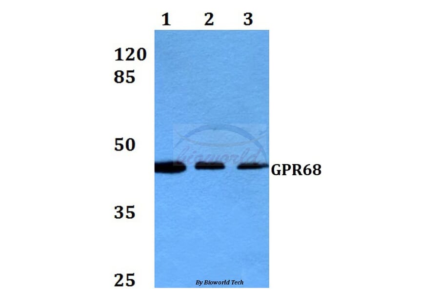 Anti-GPR68 (R214) Antibody from Bioworld Technology (BS2315) - Antibodies.com
