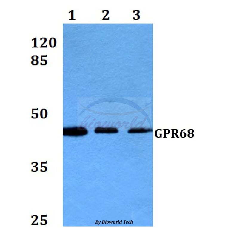 Anti-GPR68 (R214) Antibody from Bioworld Technology (BS2315) - Antibodies.com