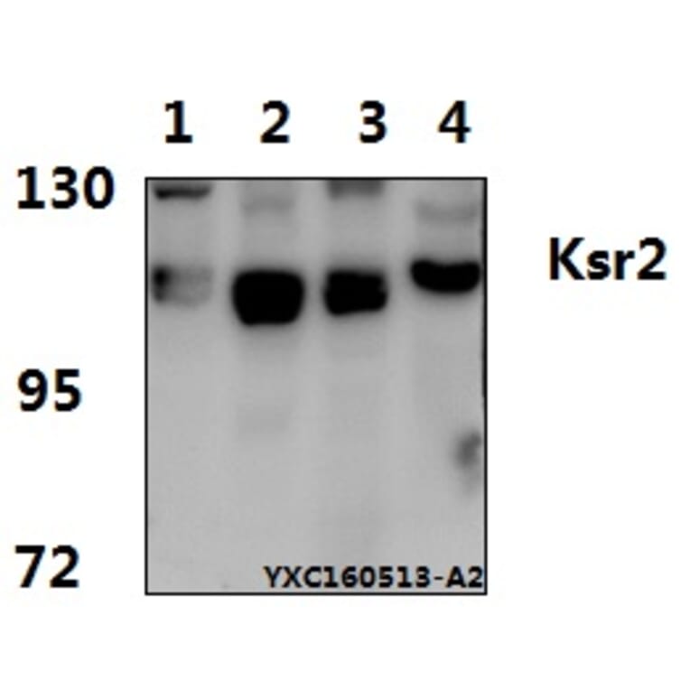 Anti-Ksr2 (I694) Antibody from Bioworld Technology (BS2321) - Antibodies.com