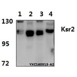 Anti-Ksr2 (I694) Antibody from Bioworld Technology (BS2321) - Antibodies.com
