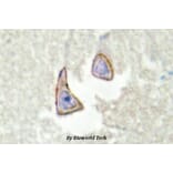 Anti-Ksr2 (I694) Antibody from Bioworld Technology (BS2321) - Antibodies.com