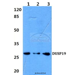 Anti-DUSP19 (F133) Antibody from Bioworld Technology (BS2336) - Antibodies.com