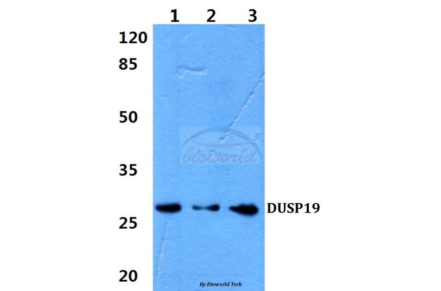 Anti-DUSP19 (F133) Antibody from Bioworld Technology (BS2336) - Antibodies.com