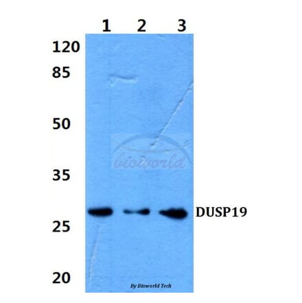 Anti-DUSP19 (F133) Antibody from Bioworld Technology (BS2336) - Antibodies.com