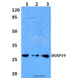 Anti-DUSP19 (F133) Antibody from Bioworld Technology (BS2336) - Antibodies.com