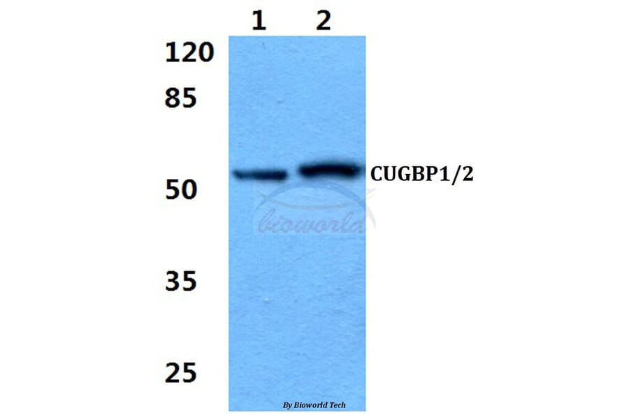 Anti-CUG-BP1/2 (K95) Antibody from Bioworld Technology (BS2339) - Antibodies.com