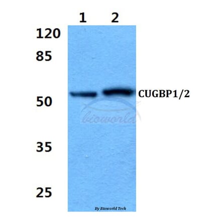 Anti-CUG-BP1/2 (K95) Antibody from Bioworld Technology (BS2339) - Antibodies.com