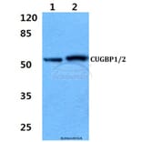 Anti-CUG-BP1/2 (K95) Antibody from Bioworld Technology (BS2339) - Antibodies.com