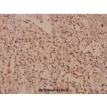 Anti-CUG-BP1/2 (K95) Antibody from Bioworld Technology (BS2339) - Antibodies.com