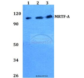 Anti-MRTF-A (H11) Antibody from Bioworld Technology (BS2342) - Antibodies.com