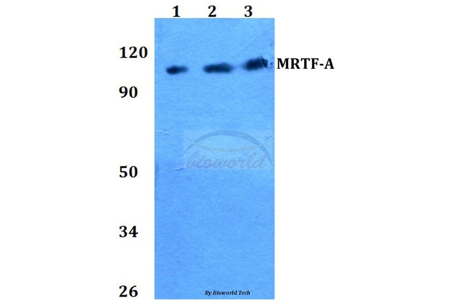 Anti-MRTF-A (H11) Antibody from Bioworld Technology (BS2342) - Antibodies.com