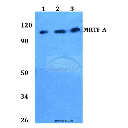 Anti-MRTF-A (H11) Antibody from Bioworld Technology (BS2342) - Antibodies.com