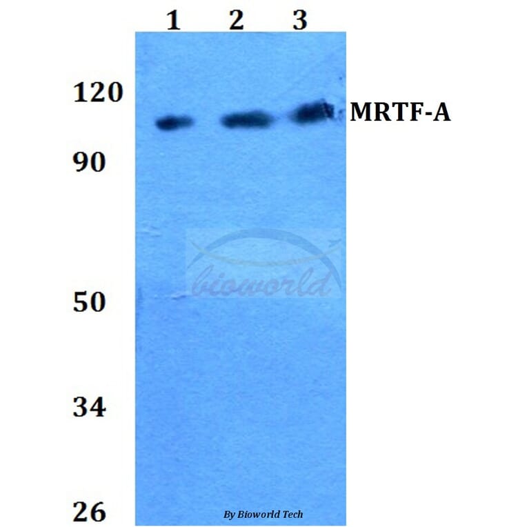 Anti-MRTF-A (H11) Antibody from Bioworld Technology (BS2342) - Antibodies.com