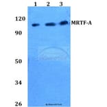 Anti-MRTF-A (H11) Antibody from Bioworld Technology (BS2342) - Antibodies.com