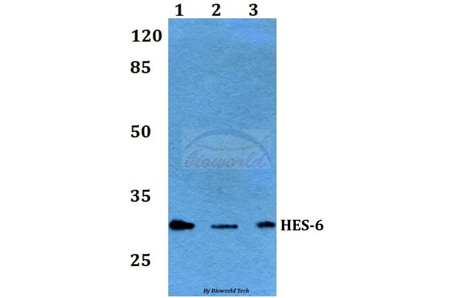 Anti-HES-6 (A6) Antibody from Bioworld Technology (BS2344) - Antibodies.com