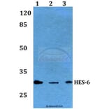 Anti-HES-6 (A6) Antibody from Bioworld Technology (BS2344) - Antibodies.com